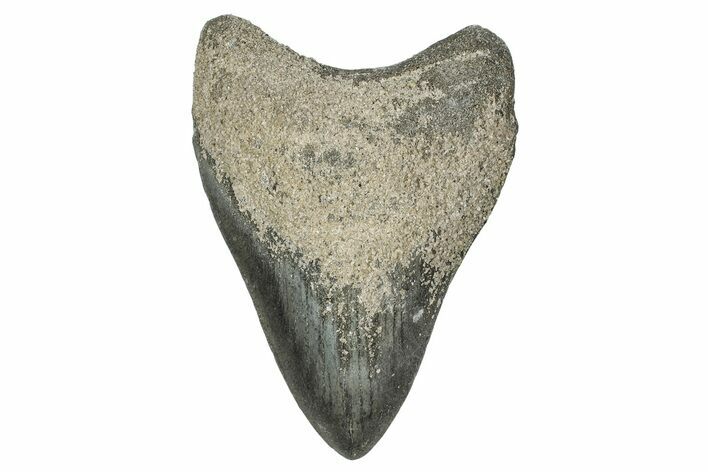 Bargain, Fossil Megalodon Tooth - Georgia #338830